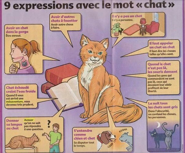 Выражения на французском со словом "кот"
